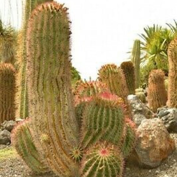 Ferocactus pilosus 25 Seeds - Mexican lime cactus