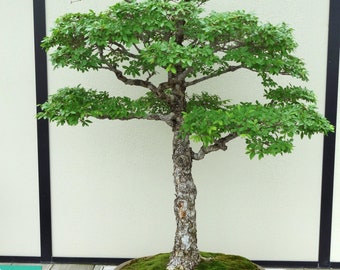 Ulmus Parvifolia 50 Seeds - Chinese Elm