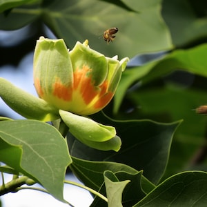Liriodendron tulipifera 25 Sementes - Tulipa