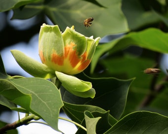 Liriodendron tulipifera 25 Seeds - Tulip Tree