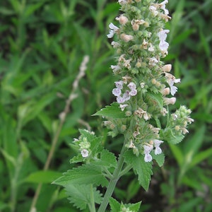 Nepeta cataria 100 Seeds Catnip image 4