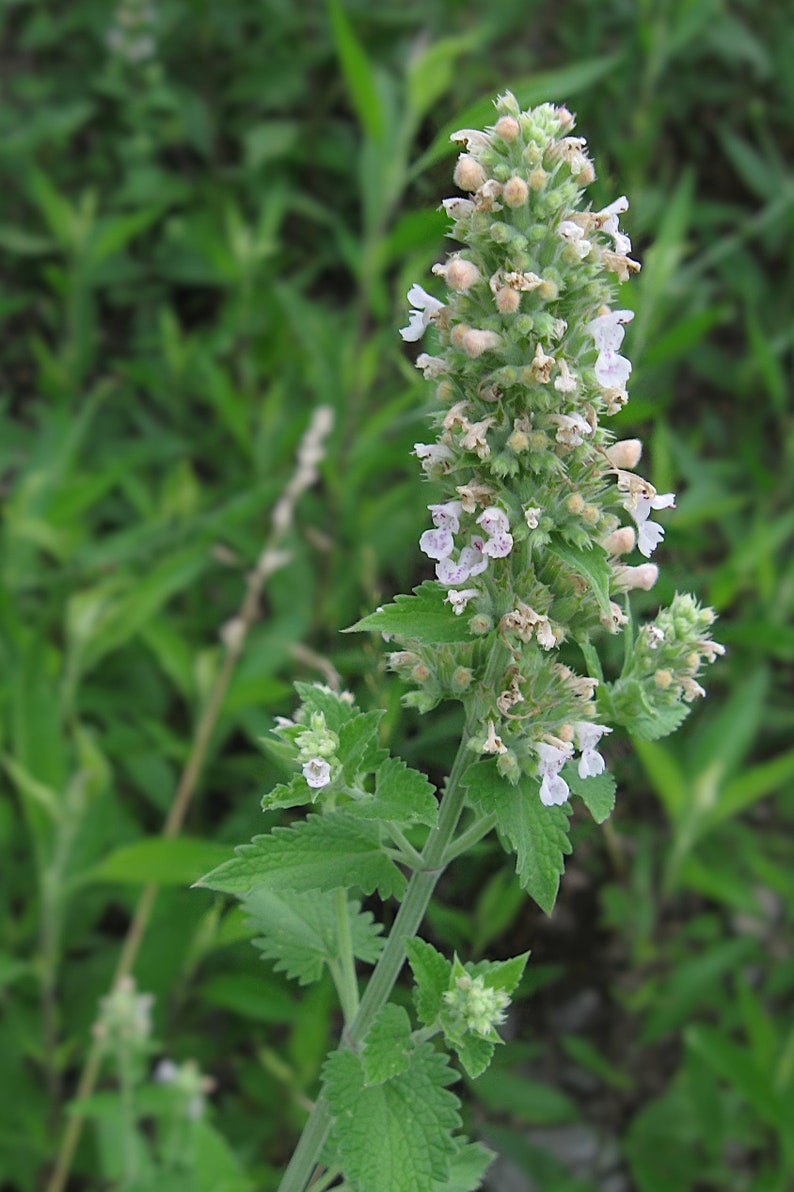 Nepeta cataria 100 Seeds Catnip image 4