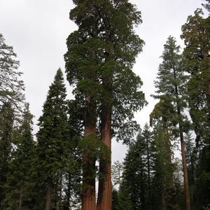 Sequoiadendron giganteum 25 Seeds - Giant Sequoia
