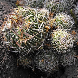 Stenocactus albatus 25 Seeds