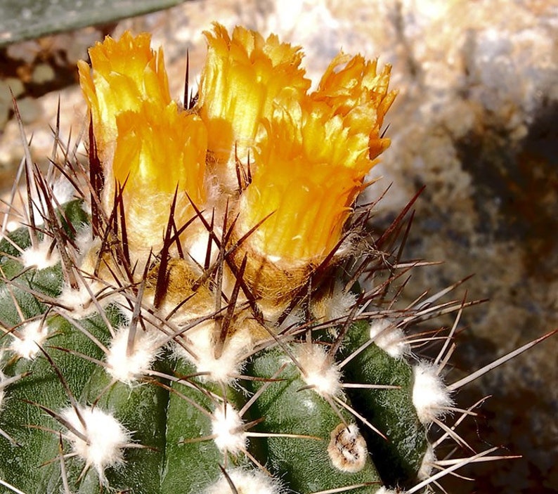 Parodia cardenasii 25 Seeds Parodia formosa image 2