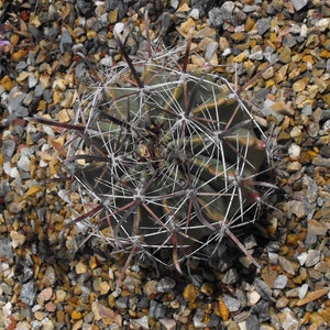 Ferocactus townsendianus 100 Seeds - Townsend Barrel Cactus