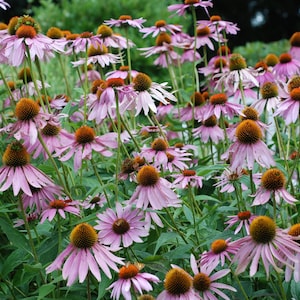 Echinacea purpurea 50 Seeds - Purple Coneflower