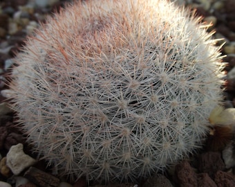 Mammillaria candida 25 Seeds - Snowball Cactus