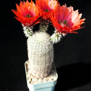 Echinocereus dasyacanthus 25 Seeds - Texas Rainbow Cactus