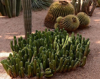 Echinocereus viereckii 25 Seeds