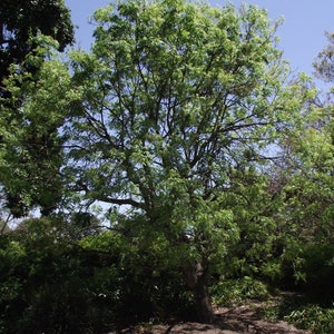 Pistacia chinensis 100 semillas - Pistacho chino