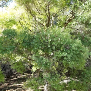 Melaleuca linariifolia 100 Seeds - Snow in Summer