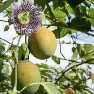 Passiflora ligularis 10 Seeds - Sweet Granadilla