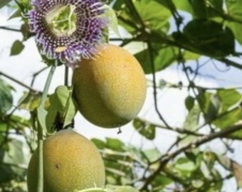 Passiflora ligularis 500 Seeds - Sweet Granadilla