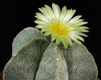 Astrophytum myriostigma 25 Seeds - Bishop’s Cap Cactus