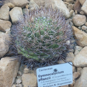 Gymnocalycium pflanzii 50 Seeds