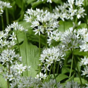 Allium ursinum 500 Seeds - Wild Garlic