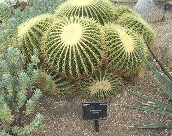 Echinocactus grusonii 25 graines - Golden Barrel Cactus