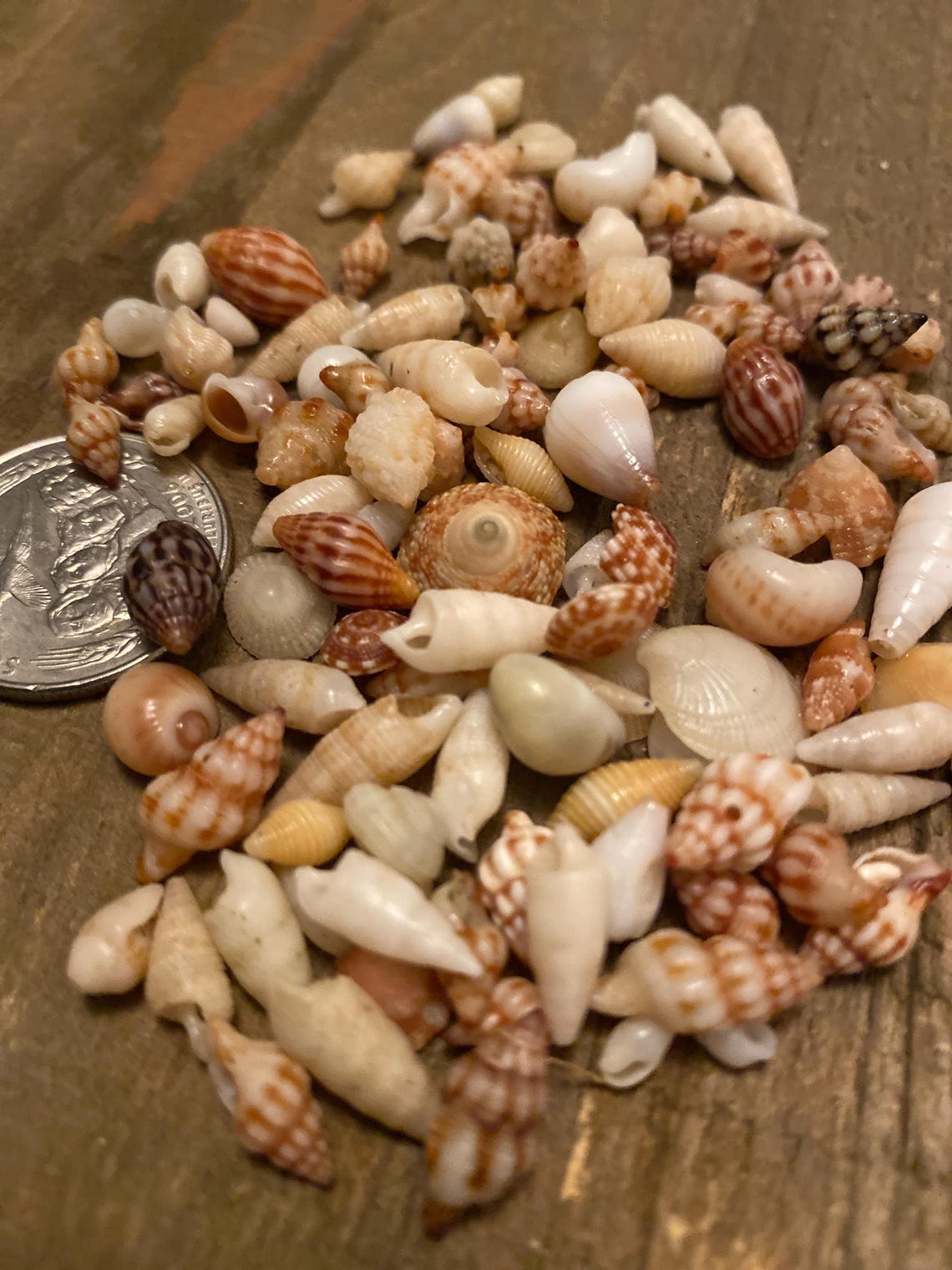 Miniature Small Crafting Seashells From Hawaii Assorted Whole Shells ...