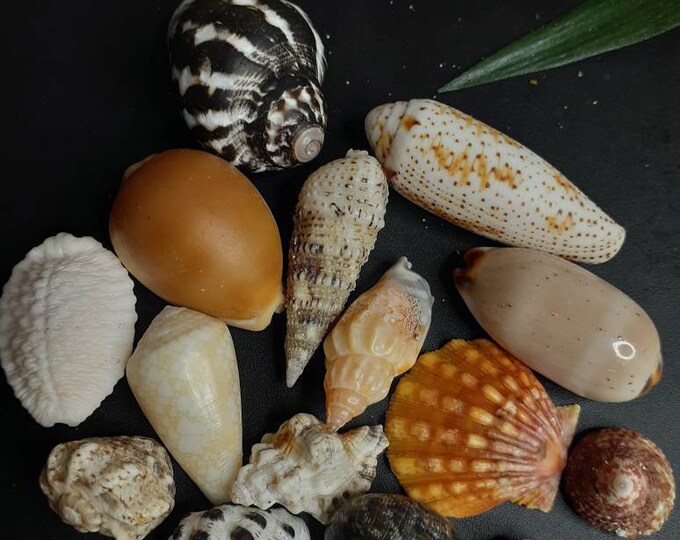 Sea Shells From Hawaii Sunrise Shell Assorted Pack Granulated Cowry