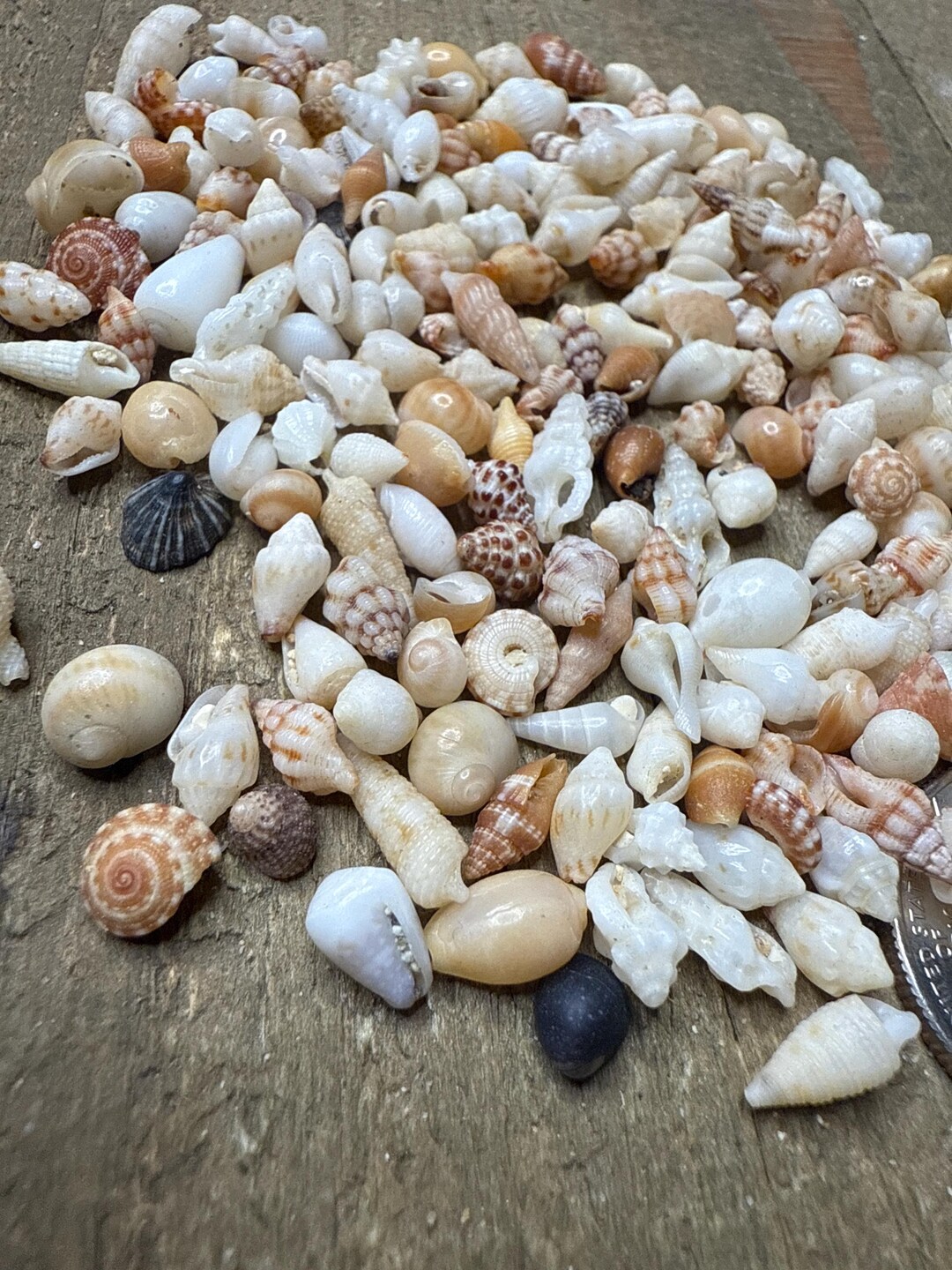 Smallest Shell Miniature Tiny Really Small Crafting Sea Shells From Hawaii Assorted ...