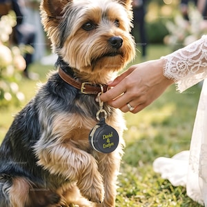 May include: A Yorkshire Terrier dog with brown and black fur sits on green grass. The dog wears a brown leather collar with a gold buckle and a black tag that reads "David & Evelyn" in gold lettering. A person's hand gently touches the dog.
