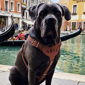 Handmade Genuine leather dog harness made of high quality leather with ENGRAVING