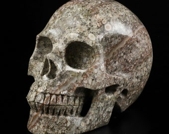 Free Shipping! Huge 5.0" Fossil Crinoid Crystal Skull! Hand carved, realistic.