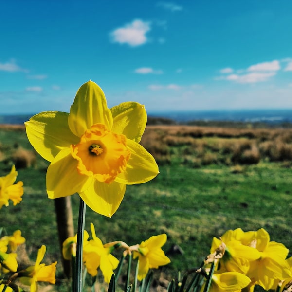 Daffodil Photo | Flowers | Nature