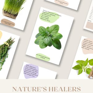 Flashcards à base de plantes pour enfants | 30 cartes PDF imprimables pour l'école à la maison | Apprenez l'identification des herbes et les propriétés médicinales