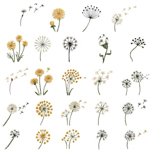 May include: A white background with multiple illustrations of dandelions in various stages of blooming and seed dispersal. Some dandelions are yellow, while others are white and have seeds floating away.