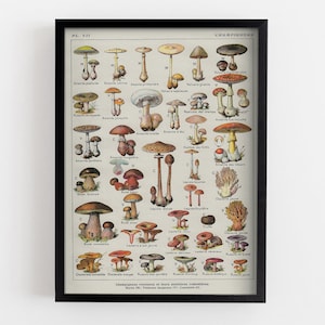 Botanical Educational Poster Mushrooms Poster, Red Framed Print, Beige Home Decoration, Forest MDF Print, Housewarming Gift, Wall Hanging