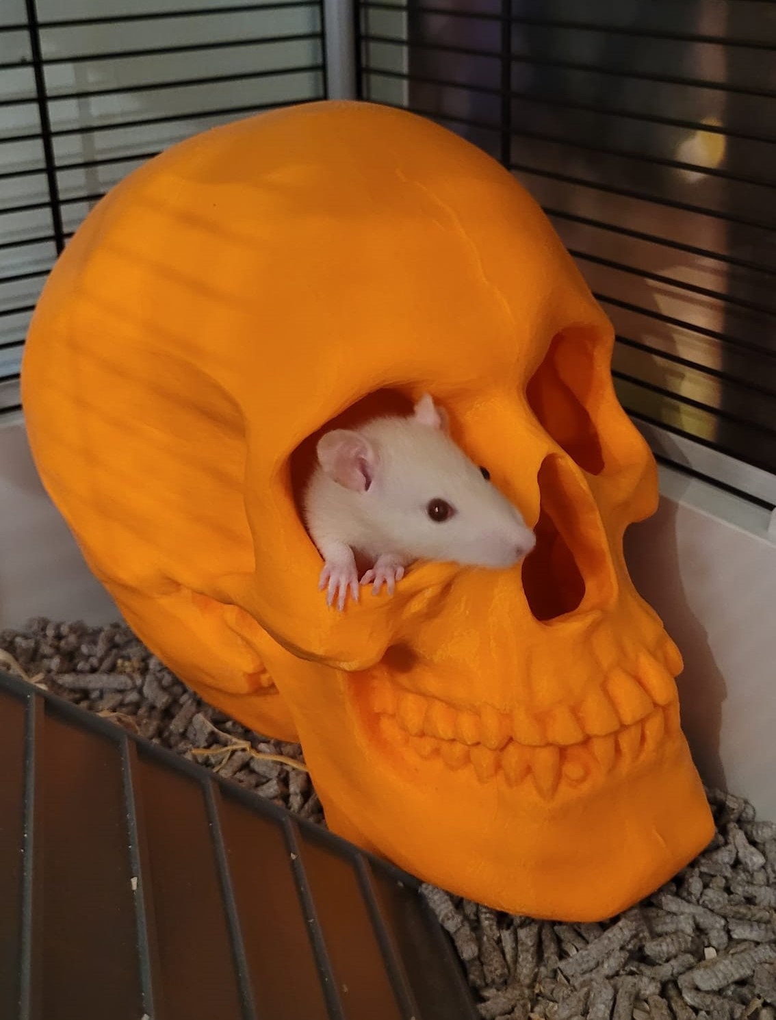 Large Skull Hide, Mice, Hamster, Gerbil, Small Pet India