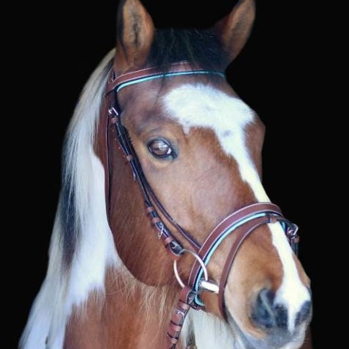 English Horse Bridle Teal Blue Leather Hunter Jumper Tack W/ Etsy