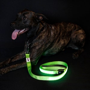 light up leash