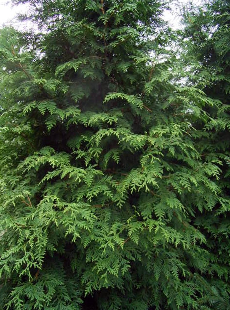 Thuja plicata Western Red Cedar 100 Seeds Thuja plicata Western Red Cedar 100 Seeds