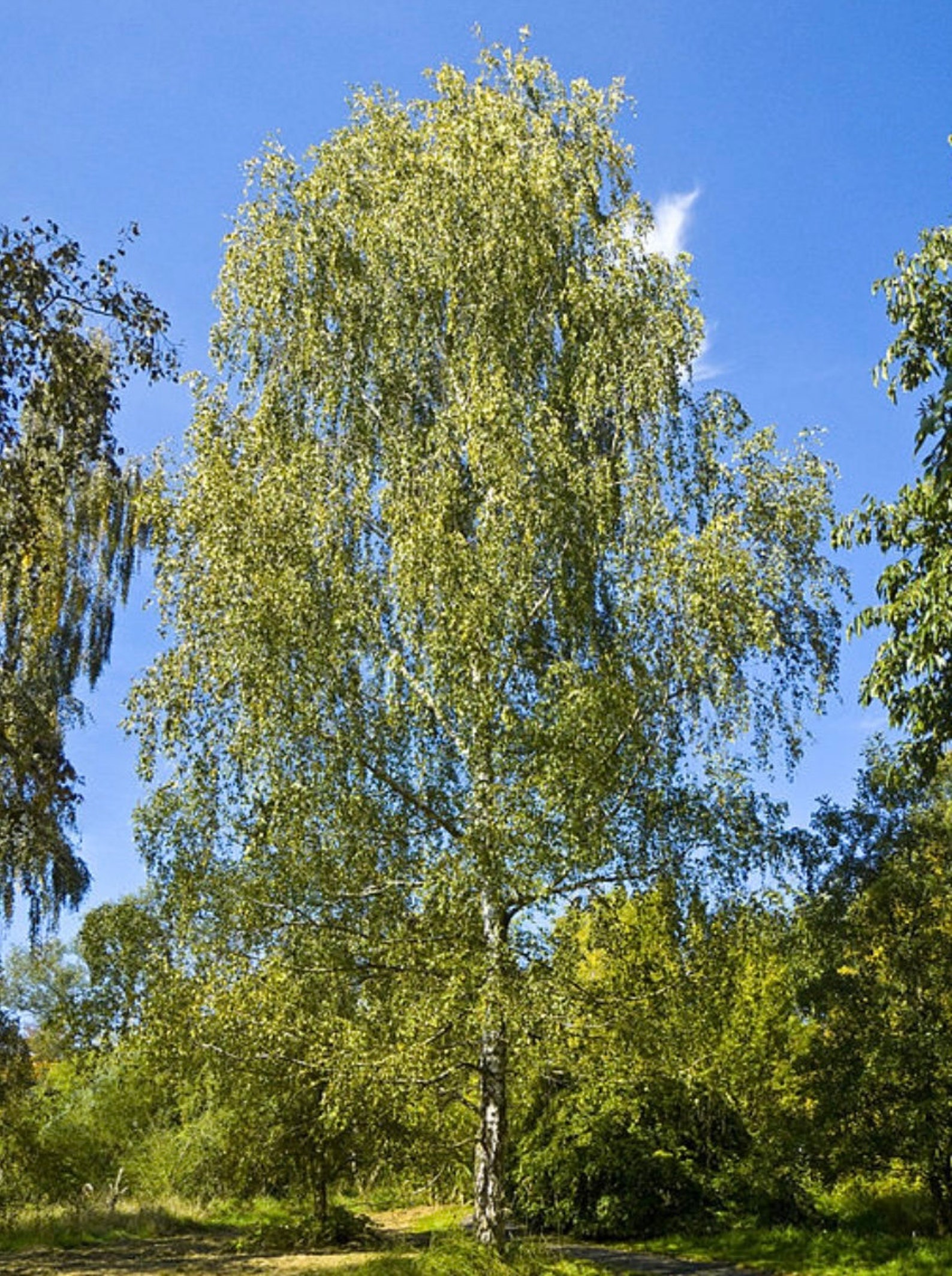 Silver Birch Tree Seeds Betula Pendula Approx 7500 Seeds Etsy Australia