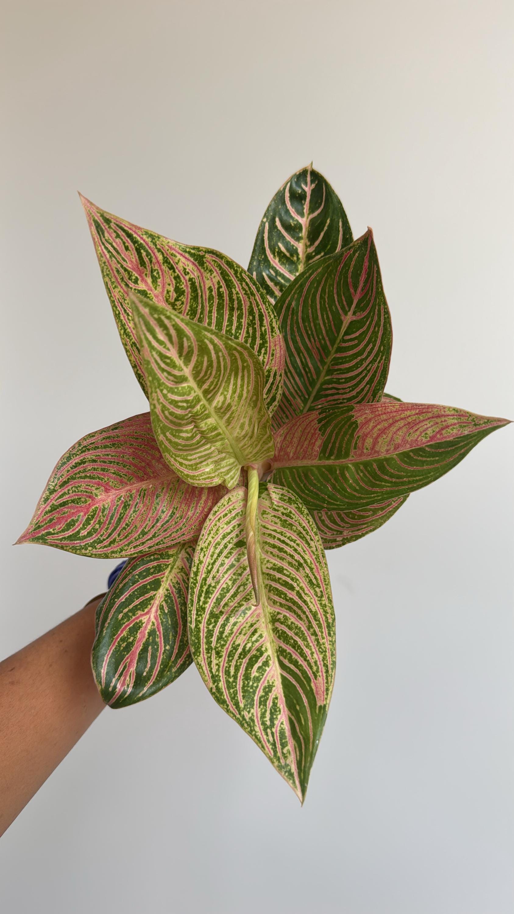 その他観葉植物 Aglaonema Golden Hope Aglaonema Golden Hope Tropical Plants ORAMICIN – oramicin