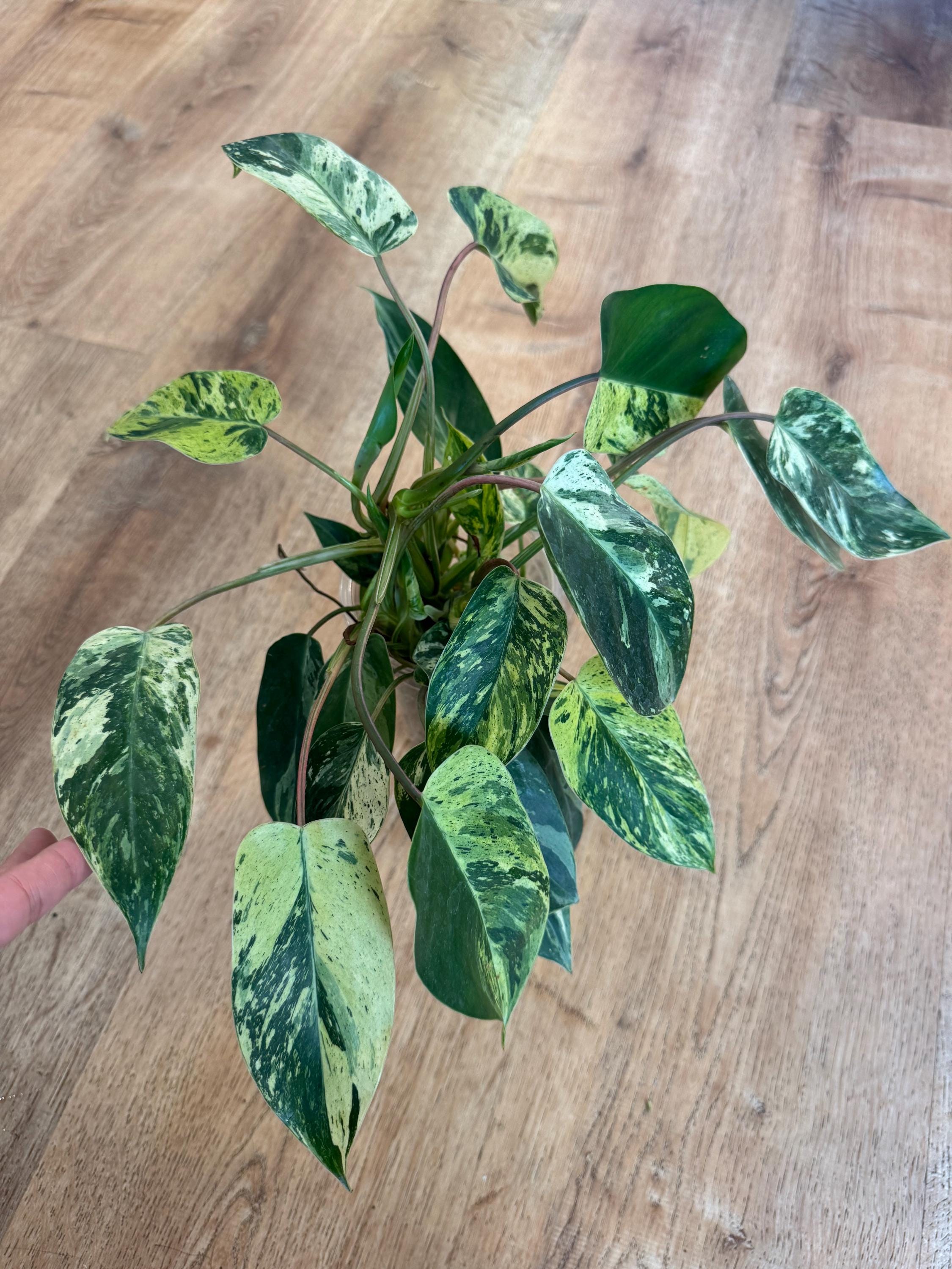 Philodendron Emerald King - Etsy