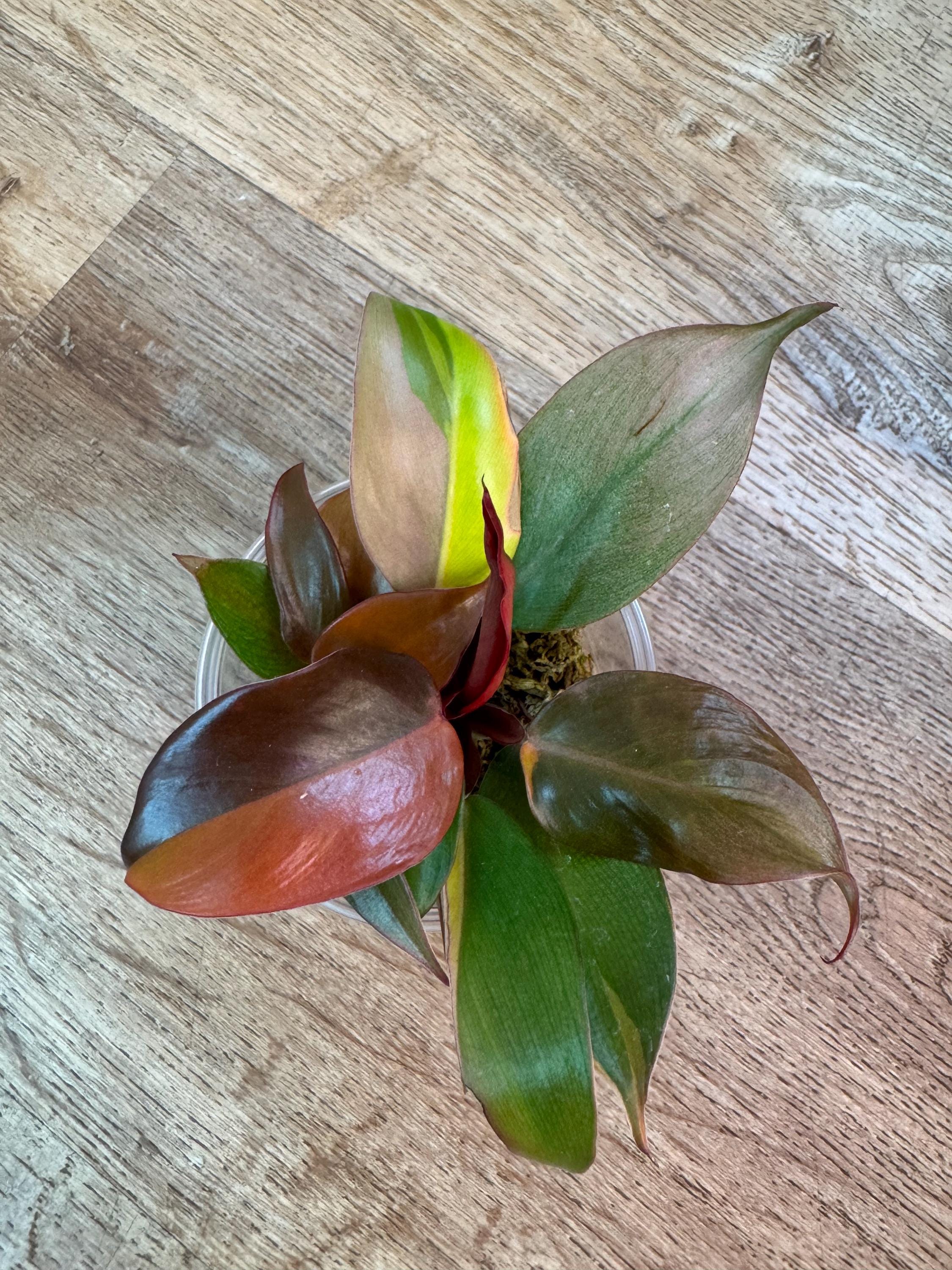 Philodendron Red Cherry Mint - Etsy