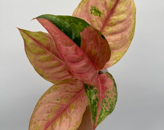 US Seller Aglaonema Light of Diamonds