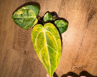US Seller Anthurium Pap X Luxurian