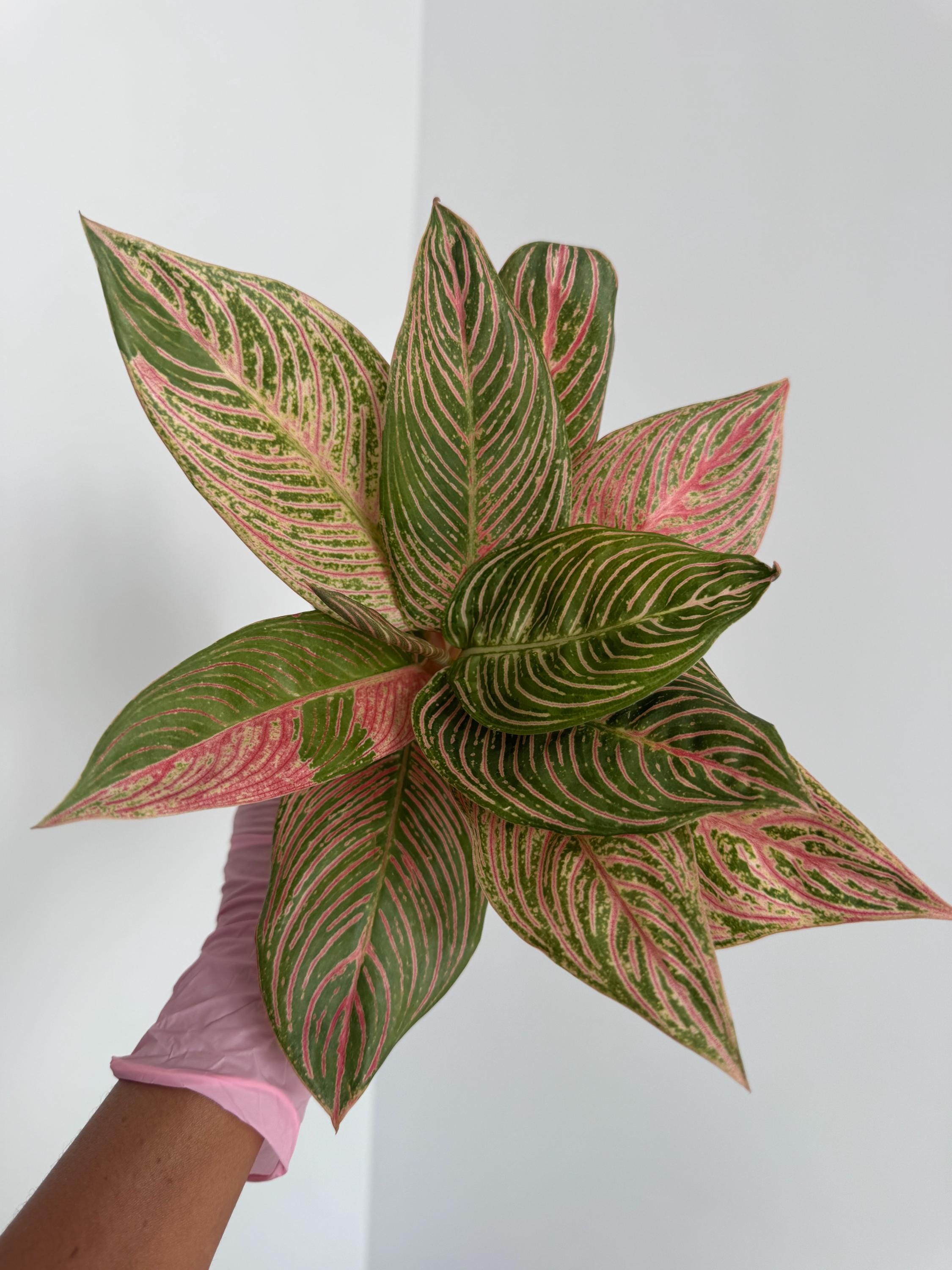 Aglaonema Golden Hope 大 Aglaonema Golden Hope Tropical Plants ORAMICIN – oramicin