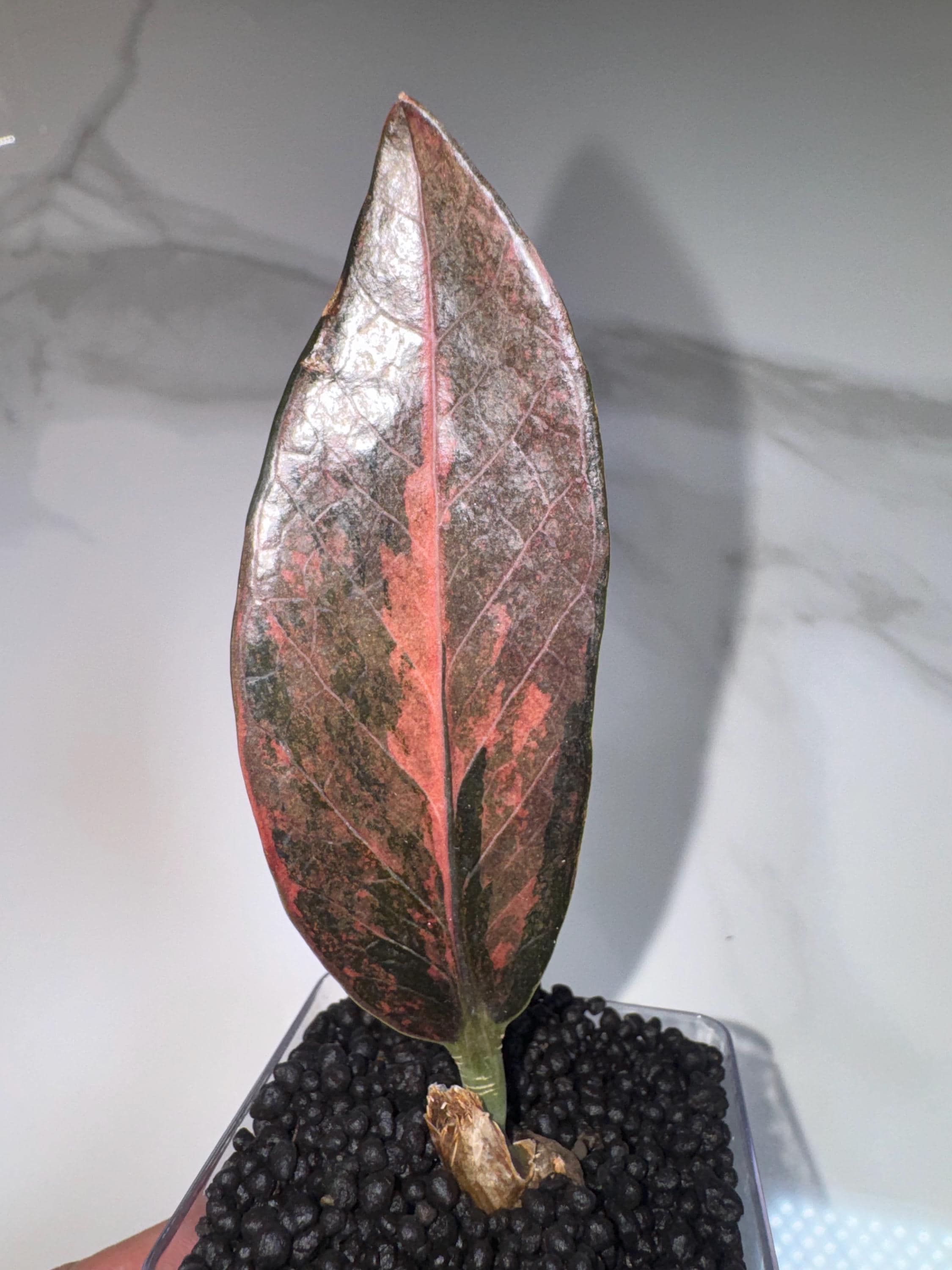 US Seller Pink ZZ - Etsy