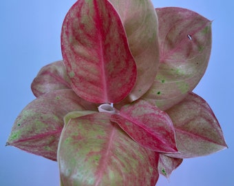 US Seller Aglaonema Red Emerald/Pink Emerald Mutation