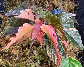 US SELLER Begonia Ginny Galaxy