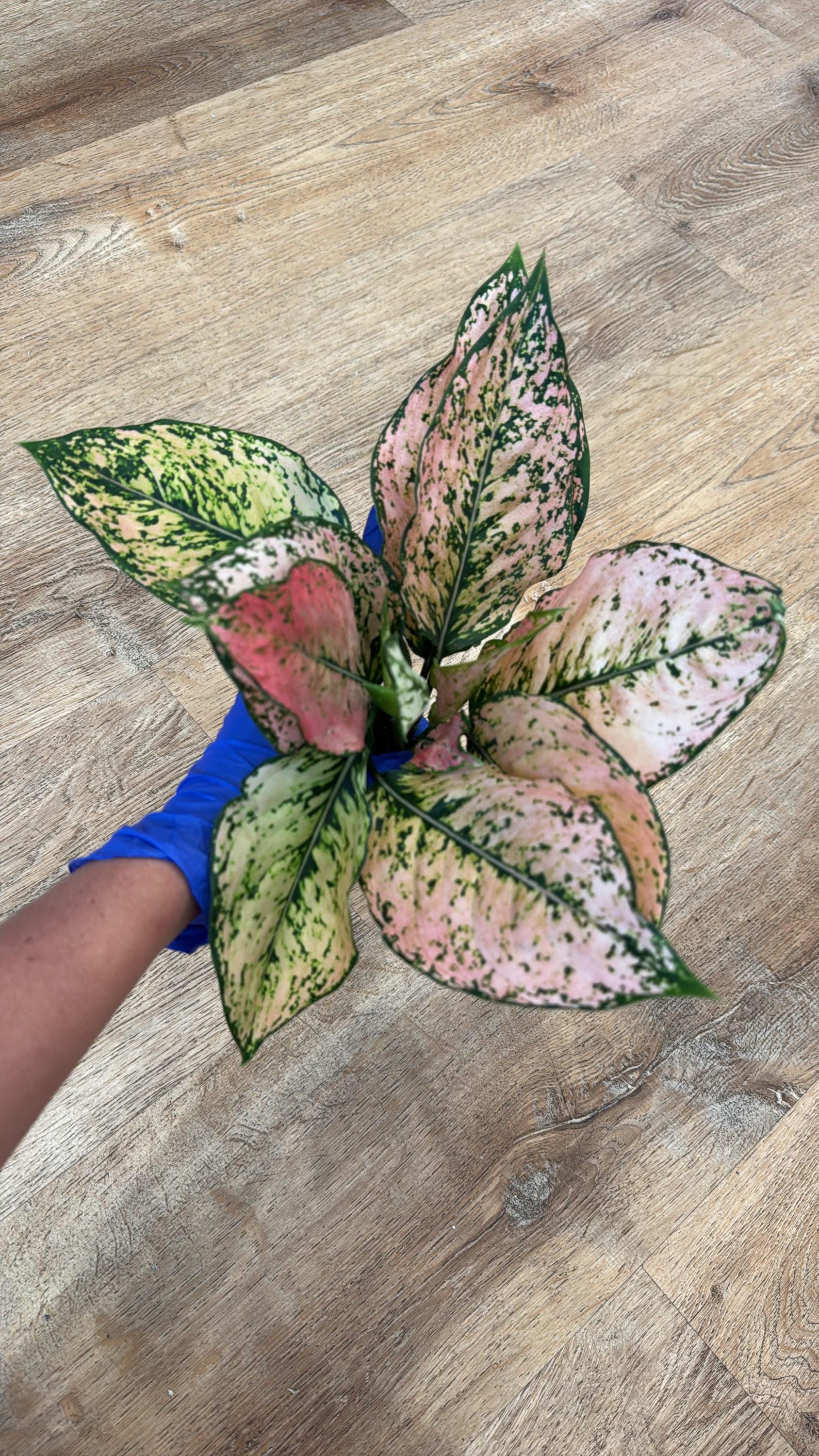 Aglaonema Kumkoon - Etsy