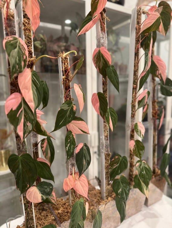 US Seller True Pink Micans - Etsy