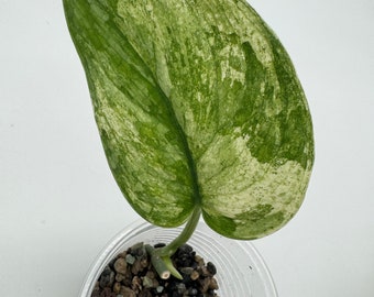 US Seller Scindapsus Halimoon