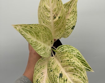 US Seller Aglaonema White Legacy